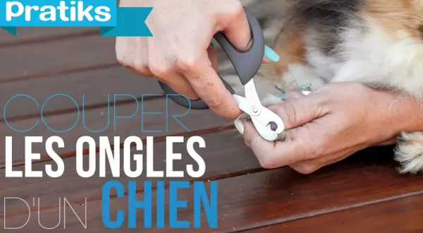 Des mains coupent les ongles d'un chien avec un coupe-ongles spécial.