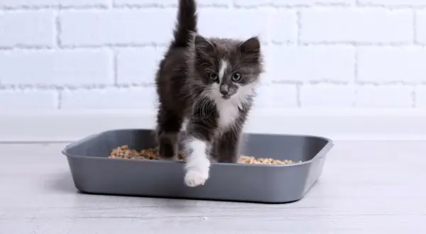 Un chaton gris et blanc sort d'une litière. Il est important de surveiller les symptômes d'infection urinaire chez le chat, comme des changements dans ses habitudes de toilettage.