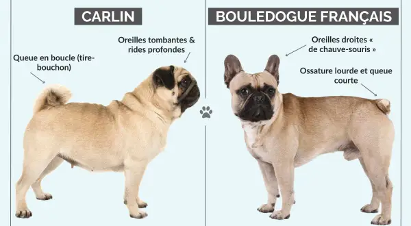 Un bouledogue français, au regard intense, se tient fièrement, contrastant avec le carlin. Malgré son allure parfois jugée boudeuse, ce bouledogue français n'est pas dangereux.