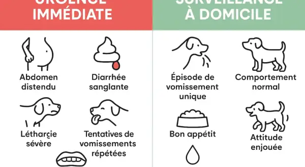 Illustration montrant un chien qui vomit, parmi d'autres symptômes canins.