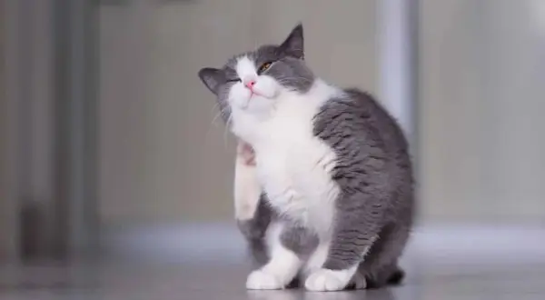 Un chat gris et blanc se gratte l'oreille, cherchant un remède de grand-mère pour ses démangeaisons.