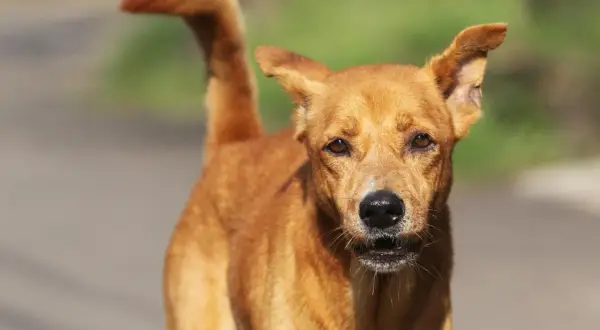 Un chien au pelage roux, au regard vif, se tient prêt. Ce fidèle berger créole veille sur son territoire.