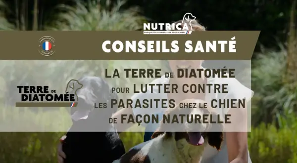 Conseils santé : la terre de diatomée pour lutter contre les parasites chez le chien. Attention au danger potentiel si mal utilisée.