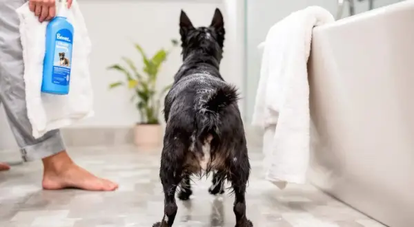 Un chien noir mouillé attend près de la baignoire, prêt pour son bain. La fréquence de lavage du chien est importante pour son hygiène.
