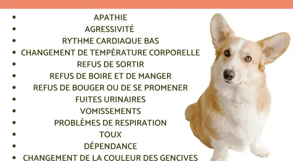 Comment savoir si un chien va mourir ? Signes : apathie, refus de manger, problèmes respiratoires. Le temps est précieux.
