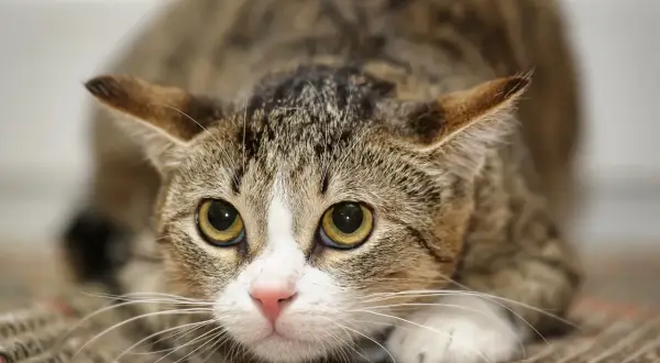 Gros plan sur un chat tigré aux grands yeux jaunes, le museau rose et les oreilles dressées. Il semble chercher un anti douleur chat.