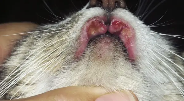 Lèvres d'un chat présentant des lésions rouges et enflammées, typiques d'un granulome éosinophilique félin.