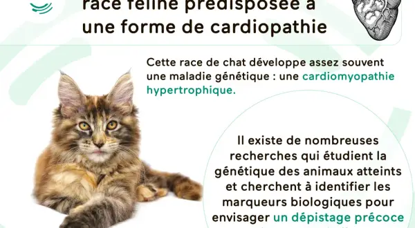 Un Maine Coon, race féline prédisposée à une forme de cardiopathie, une maladie génétique étudiée pour un dépistage précoce.