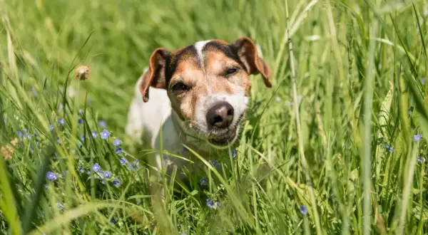 Un chien Jack Russell curieux, au milieu d'une prairie verdoyante parsemée de petites fleurs bleues, semble se demander pourquoi mon chien mange de l'herbe.