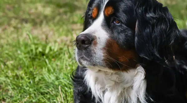 Gros chien de race Bouvier Bernois, au pelage noir, blanc et brun, regardant au loin dans l'herbe.