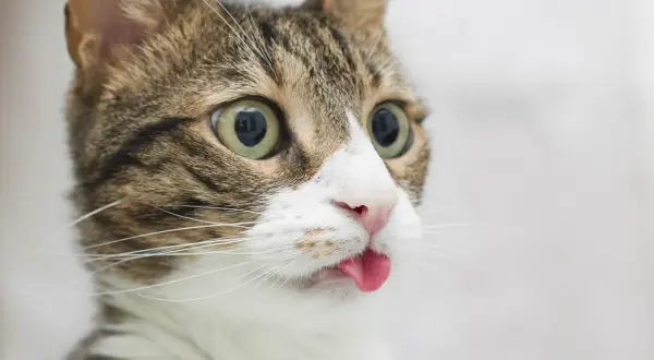 Un chat tigré aux grands yeux verts tire la langue, un air espiègle. On se demande pourquoi mon chat tire la langue, peut-être pour faire une grimace amusante !