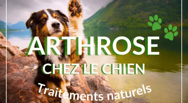 Chien avec patte levée, texte "Arthrose chez le chien, traitements naturels". Un remède grand-mère pour l'arthrose du chien ?