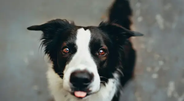 Un adorable Border Collie, malgré une possible maladie, regarde avec espoir. Sa langue sort, un signe de vie.