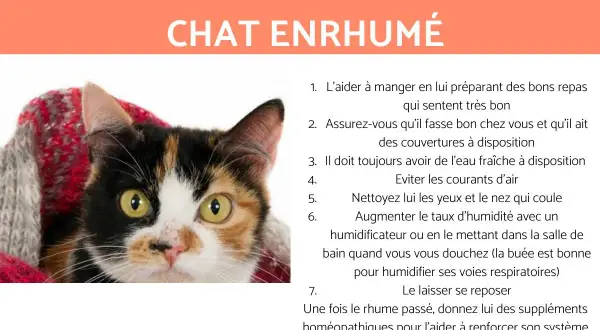Un chat enroué emmitouflé dans une couverture. Conseils pour les remèdes maison pour un chat enroué.