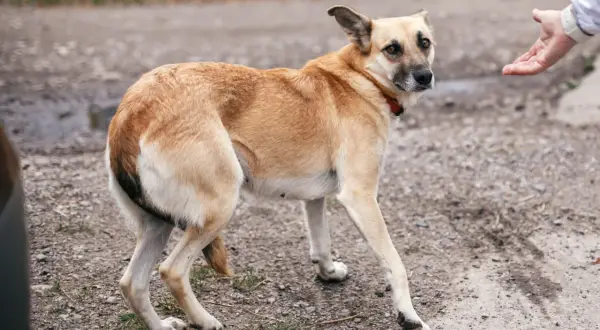 Un chien timide, queue entre les jambes, regarde une main tendue.