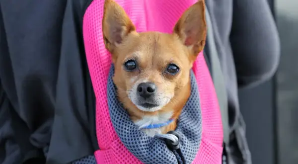 Un petit chien brun est confortablement installé dans un sac à dos rose vif, prêt pour une aventure. Une belle illustration de comment porter un chien en toute sécurité.