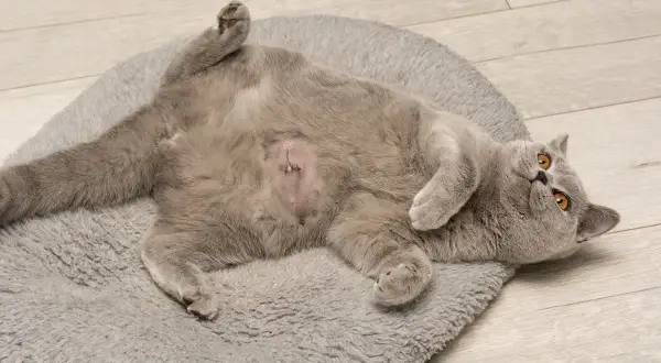 Chaton gris couché sur le dos, ventre rasé avec sutures, suite à une hernie ombilicale. Il se repose sur un tapis moelleux.