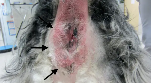 Zone périanale d'un chien présentant un anus gonflé et rouge, avec des zones irritées et des poils clairsemés.