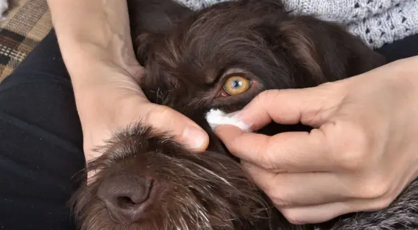 Nettoyage doux des yeux d'un chien avec une compresse. Une recette maison pour nettoyer les yeux de votre chien peut être utile.