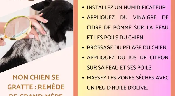Un chien est examiné à la loupe. Le texte propose un remède de grand-mère anti puce pour chien, incluant vinaigre de cidre et jus de citron.