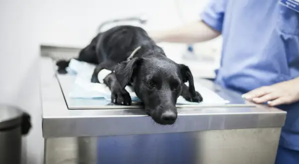 Un chien noir, visiblement fatigué, est allongé sur une table d'examen vétérinaire. Une infirmière en blouse bleue est à ses côtés. On se demande combien de temps pour évacuer un corps étranger chien.