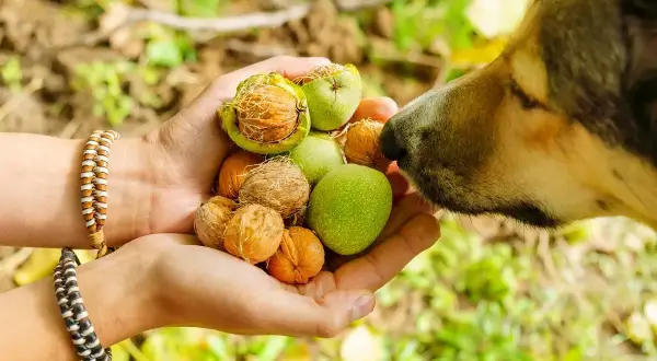 Un chien renifle des noix dans une main. Attention à l'intoxication aux noix chez le chien, surveillez les symptômes.