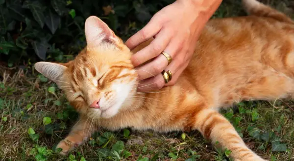 Main douce caressant un chat roux endormi. Une idée pour comment hydrater un chat qui refuse de boire : lui proposer des aliments humides.