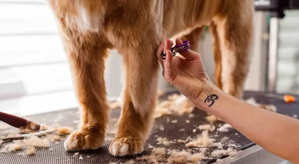 Une main coupe les poils d'un chien, peut-être pour aider à la guérison d'un hot spot. Le temps de guérison est essentiel pour le bien-être de l'animal.