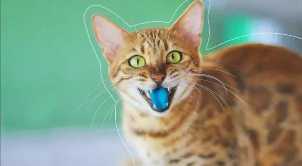 Un chat tigré aux yeux verts écarquillés, avec une langue bleue sortie, semble prêt à jouer.