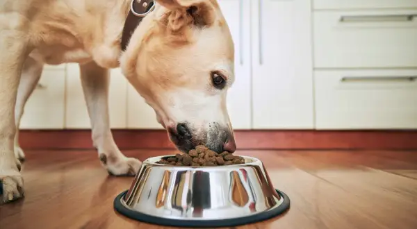 Chien mangeant dans sa gamelle, un symptôme chien qui a faim évident.
