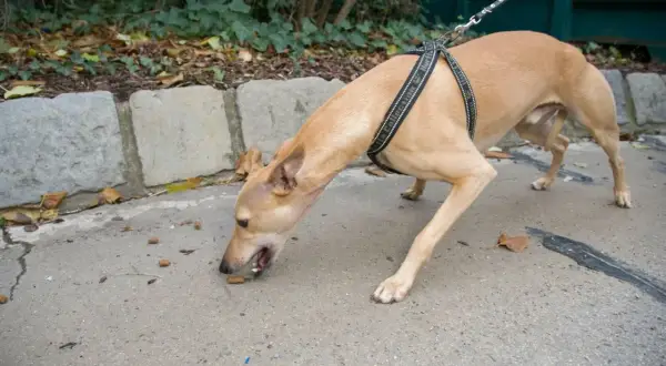 Chien au harnais reniflant le sol, peut-être des restes de nourriture. Attention aux empoisonnement chien symptômes, surveillez votre animal.