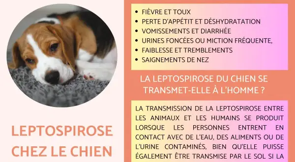 Un chien beagle malade, sujet à la leptospirose. La chance de survie dépend d'une prise en charge rapide des symptômes.