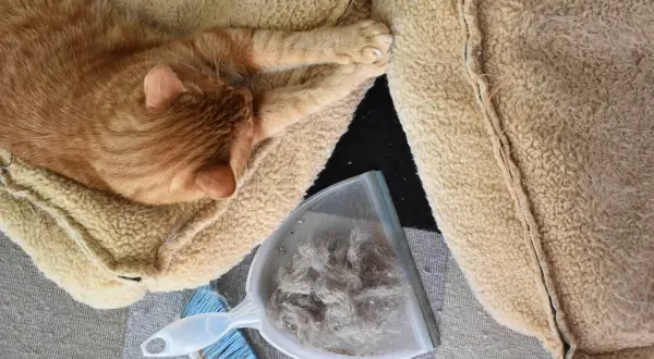 Un chat roux dort paisiblement sur un coussin. À côté, une pelle et une brosse contiennent une grande quantité de poils, preuve que ce n'est pas un chat qui perd pas ses poils.