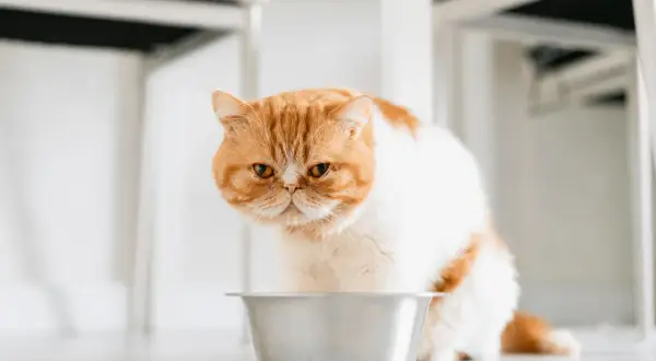 Un chat roux et blanc, l'air boudeur, près de sa gamelle vide. Mon chat ne mange plus, je m'inquiète.