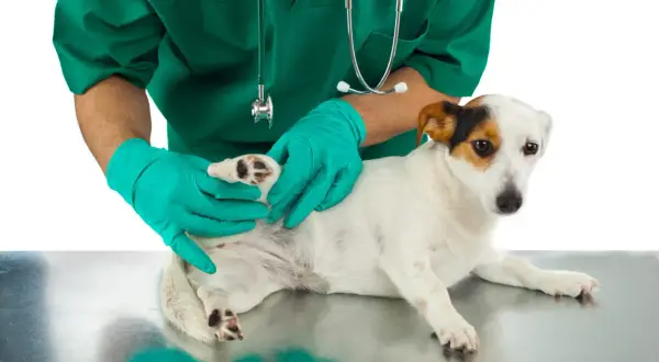 Vétérinaire examinant la patte d'un chien, possiblement pour un problème de ligament croisé.
