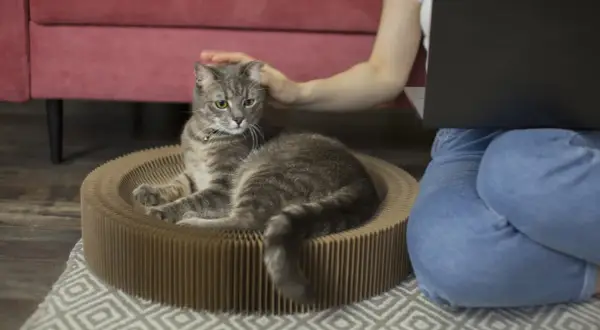 Un chat tigré se repose dans son panier en carton pendant que sa maîtresse, assise à côté, travaille sur son ordinateur. Elle lui caresse la tête, un moment de complicité avant de partir en voyage et de devoir faire garder son chat.