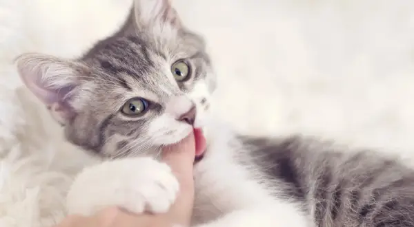 Un adorable chaton gris et blanc, avec de grands yeux verts, mordille gentiment un doigt.
