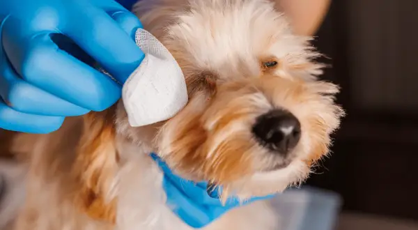 Main tenant une compresse, une personne en gant bleu nettoie l'œil d'un chien, peut-être atteint de conjonctivite.