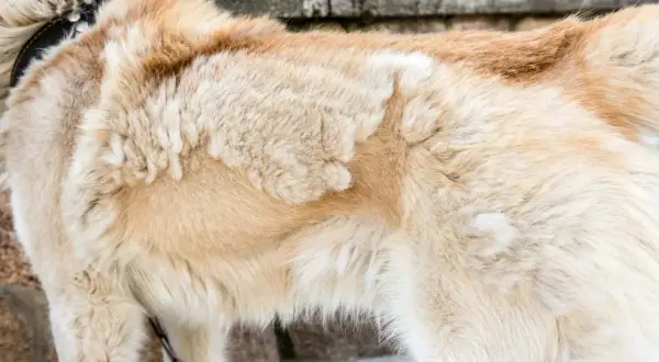 Pelage clair d'un chien, peut-être un remède de grand-mère pour la perte de poil du chien.
