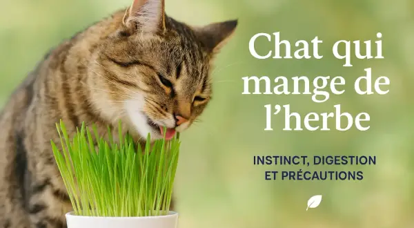 Un chat tigré mange de l'herbe fraîchement coupée. Découvrez pourquoi les chats mangent de l'herbe : instinct, digestion et précautions.