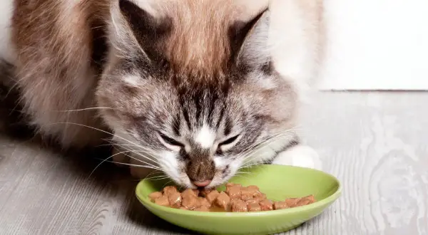 Un chat sans dents savoure sa pâtée dans une gamelle verte.