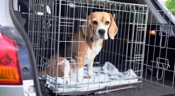 Un beagle dans une cage de transport dans le coffre d'une voiture.