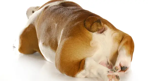 Vue rapprochée du postérieur d'un bouledogue, suggérant une irritation anale chien traitement naturel.