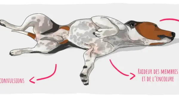 Illustration d'un chien souffrant d'épilepsie, montrant des mouvements de pédalage, des convulsions, une raideur des membres et une salivation excessive.