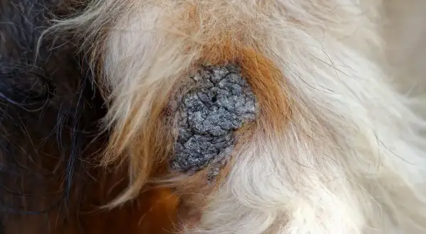 Gros plan sur une croûte sur la peau d'un chien, entourée de poils clairs et foncés. Il faut nettoyer cette croûte de chien.