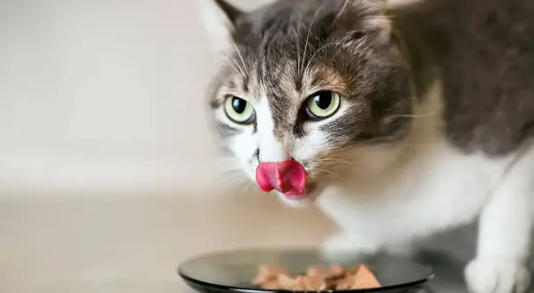 Un chat tigré et blanc lèche sa nourriture dans une assiette. C'est un aliment sans iode pour chat, parfait pour sa santé.