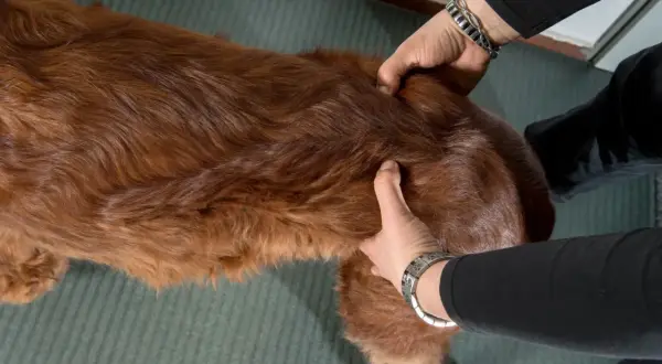 Mains palpant le flanc d'un chien roux. Si mon chien boite, que faire ? Examiner la zone sensible.