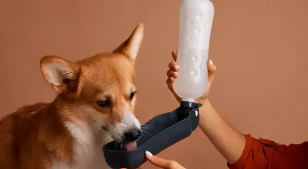 Un adorable corgi boit de l'eau d'une gamelle portable. Il semble que mon chien boit beaucoup, il a toujours soif !