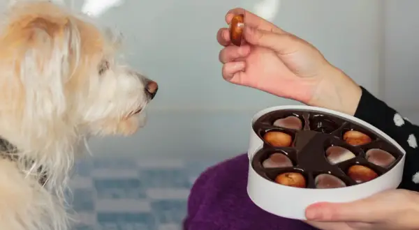 Mon chien a mangé du chocolat. Symptôme : il regarde fixement une boîte de chocolats en forme de cœur, une main lui en tend un.