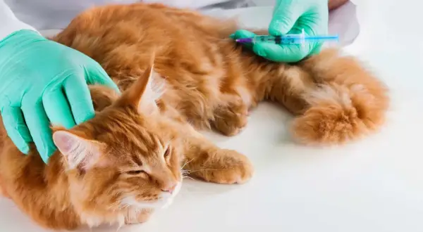 Un vétérinaire administre une injection à un chat roux. La question "combien de temps peut vivre un chat avec une tumeur" préoccupe les propriétaires.